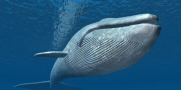 Encuentran nueva especie de ballena en el golfo de México