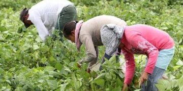 México y Canadá revisan acuerdo de contratación de jornaleros en el país Norteamericano