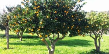 El Naranjo y Durazno dos arboles que debes tener en tu jardín