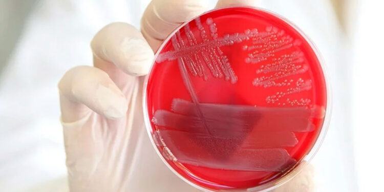 Identifican un mecanismo molecular que desactiva la inflamación en el cuerpo humano